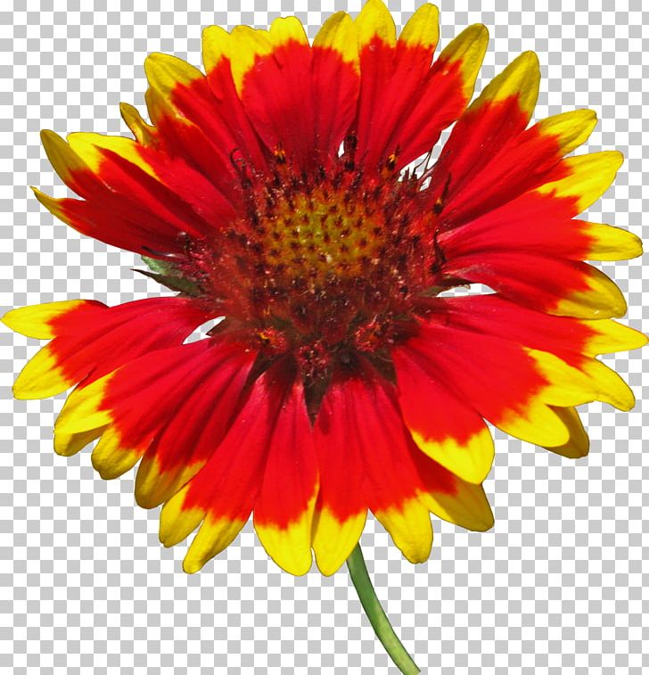 Blanket Flowers Cut Flowers Common Sunflower PNG, Clipart, 2017, Annual Plant, Aster, Blanket, Blanket Flowers Free PNG Download