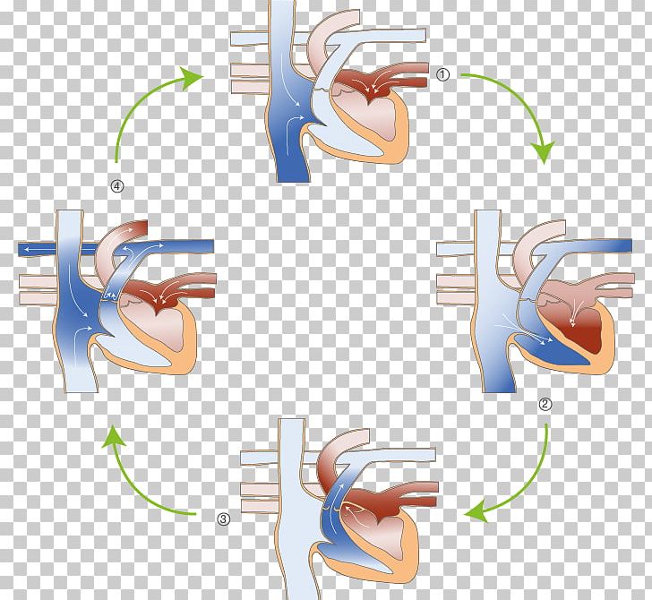 Physiologie Des Herzens Heart Systole Blood Diastole PNG, Clipart, Blood, Body, Diagram, Diastole, Graphic Design Free PNG Download