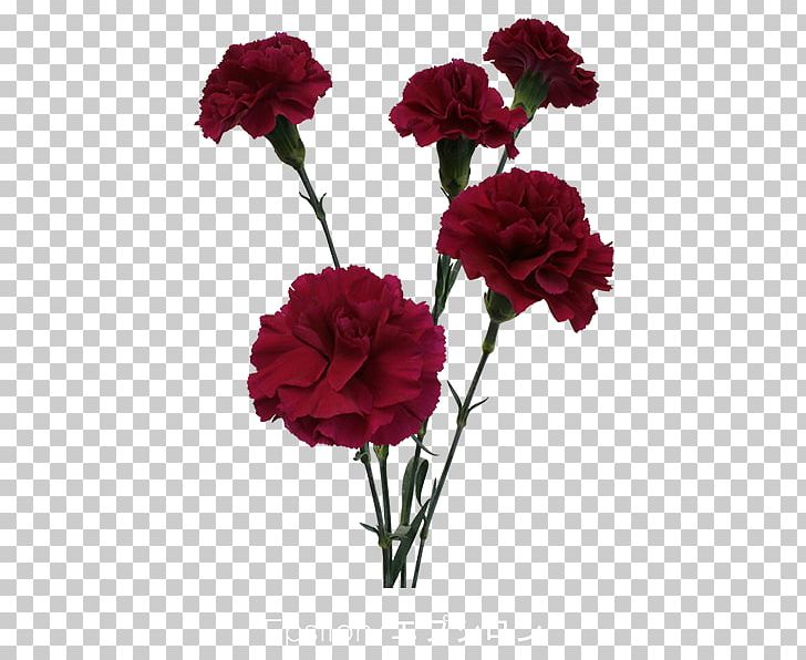 Garden Roses Carnation Centifolia Roses Cut Flowers PNG, Clipart, Annual Plant, Artificial Flower, Carnation, Carnetion, Centifolia Roses Free PNG Download