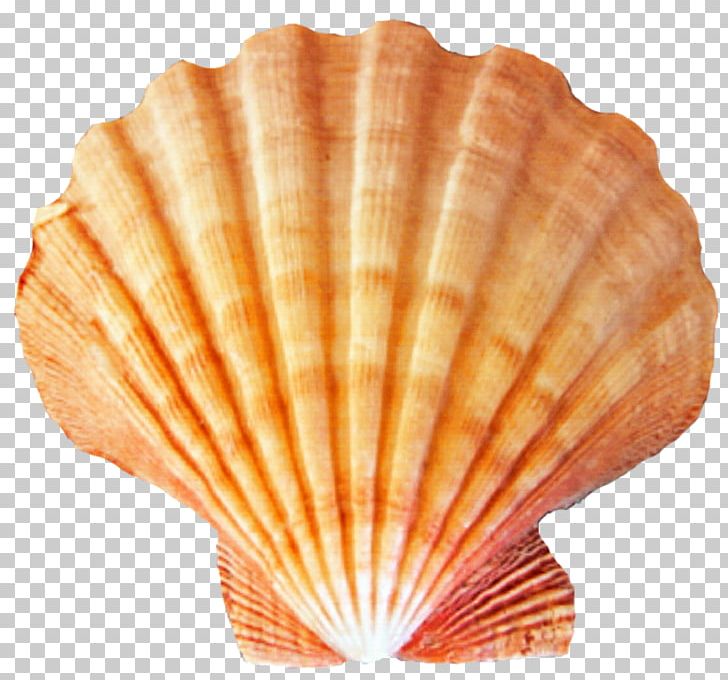 Seashell Desktop PNG, Clipart, Animal Product, Animals, Art Shell, Clam, Clams Oysters Mussels And Scallops Free PNG Download