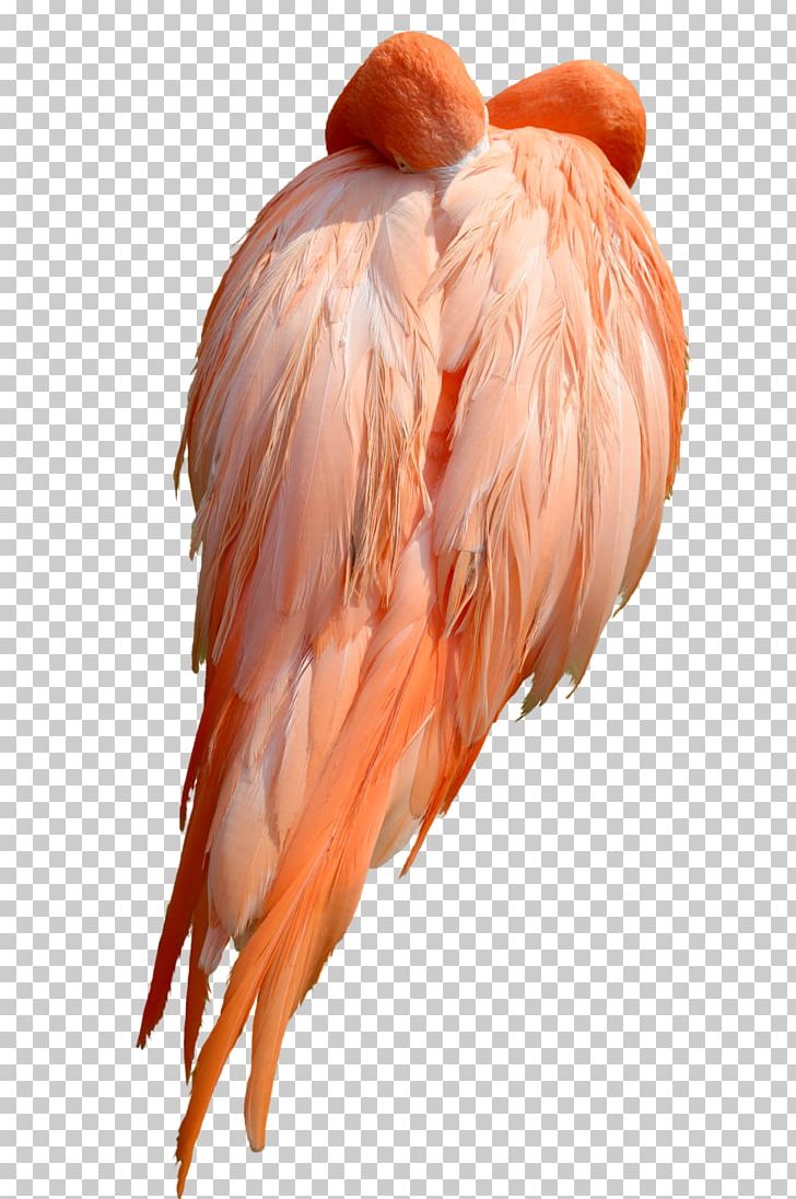 Bird Flamingo Stock Photography PNG, Clipart, Animals, Art, Beak, Bird, Deviantart Free PNG Download