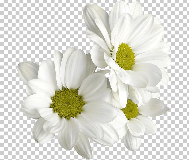 Chamomile Chrysanthemum Tea Flower PNG, Clipart, Chamaemelum Nobile, Chrysanthemum, Chrysanths, Common Daisy, Cut Flowers Free PNG Download