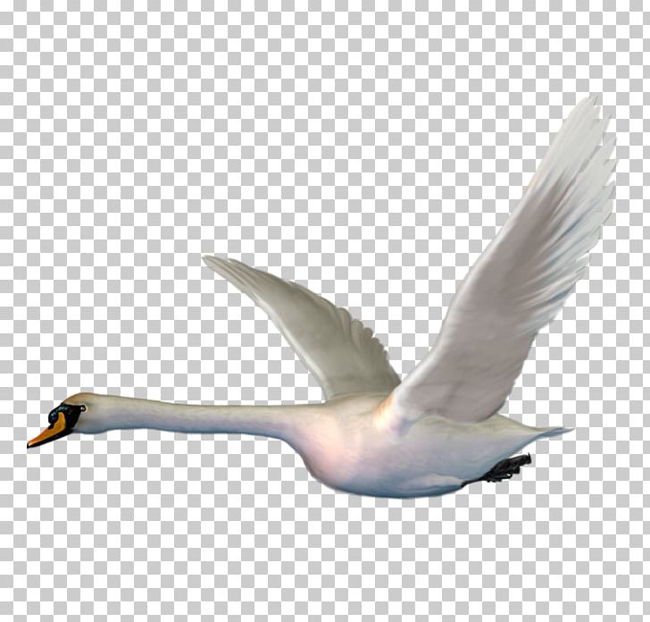 Cygnini Bird Goose PNG, Clipart, Animals, Beak, Bird, Cygnini, Download Free PNG Download