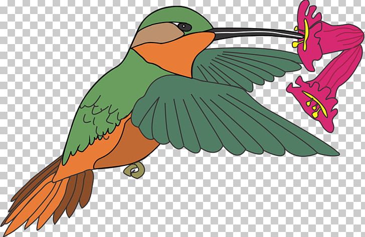Macaw Hummingbird PNG, Clipart, Art, Aves, Beak, Bird, Cdr Free PNG Download