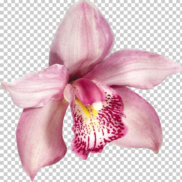 Moth Orchids Flower PNG, Clipart, Audio Video Interleave, Cattleya, Cattleya Orchids, Clip Art, Cut Flowers Free PNG Download