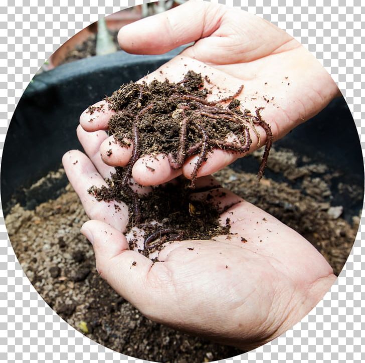 Worm Vermicompost Eisenia Fetida Nutrient PNG, Clipart, Compost, Compostage, Composting, Earthworm, Eisenia Fetida Free PNG Download