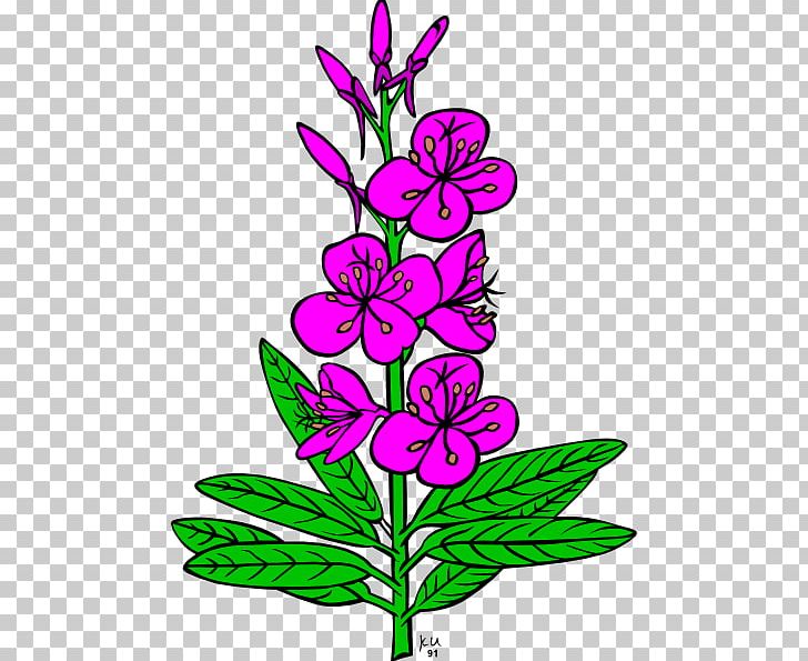 Drawing Fireweed PNG, Clipart, Art, Artwork, Computer Icons, Cut Flowers, Drawing Free PNG Download