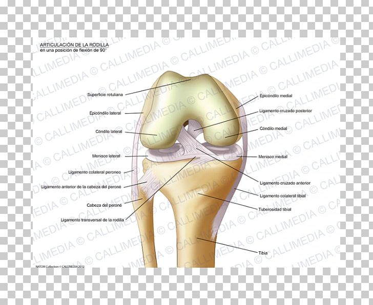 Knee Anatomy Sesamoid Bone Fibula PNG, Clipart, Anatomy, Bone, Condyle, Ear, Epicondyle Free PNG Download