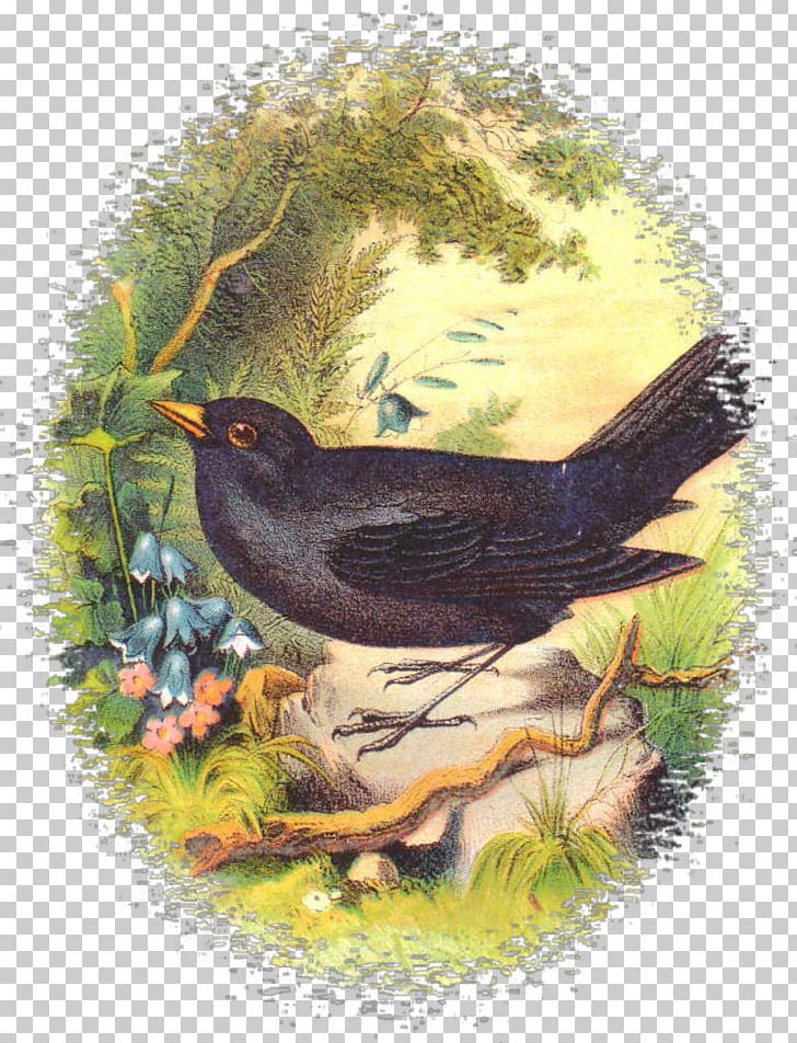 Beak Ecosystem Fauna Drawing PNG, Clipart, Animais, Beak, Bird, Bird Nest, Drawing Free PNG Download