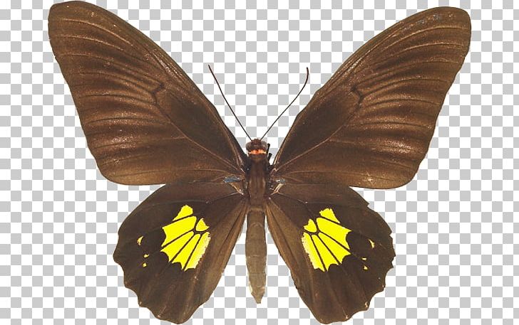 Brush-footed Butterflies Pieridae Gossamer-winged Butterflies Moth Butterfly PNG, Clipart, Arthropod, Brush Footed Butterfly, Butterfly, Insect, Insects Free PNG Download
