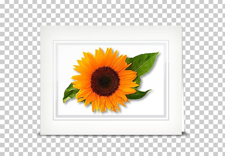 Common Sunflower Sunflower Seed Daisy Family Transvaal Daisy PNG, Clipart, Asterales, Common Daisy, Common Sunflower, Cut Flowers, Daisy Family Free PNG Download