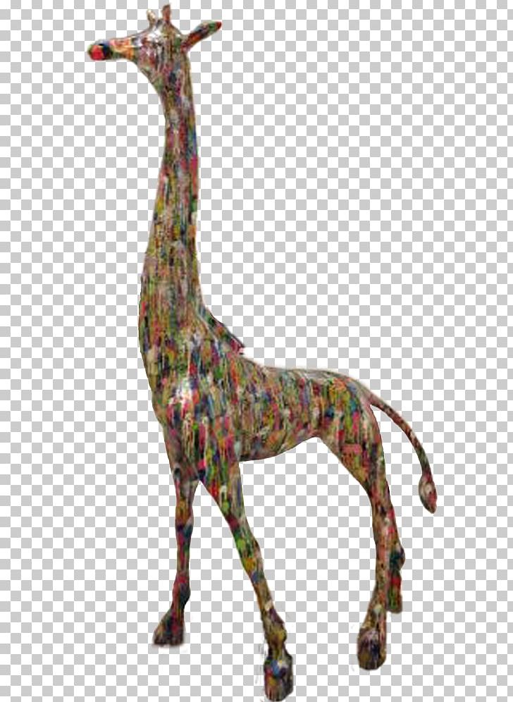 Giraffe Terrestrial Animal Neck Wildlife PNG, Clipart, Animal, Animal Figure, Animals, Fauna, Giraffe Free PNG Download