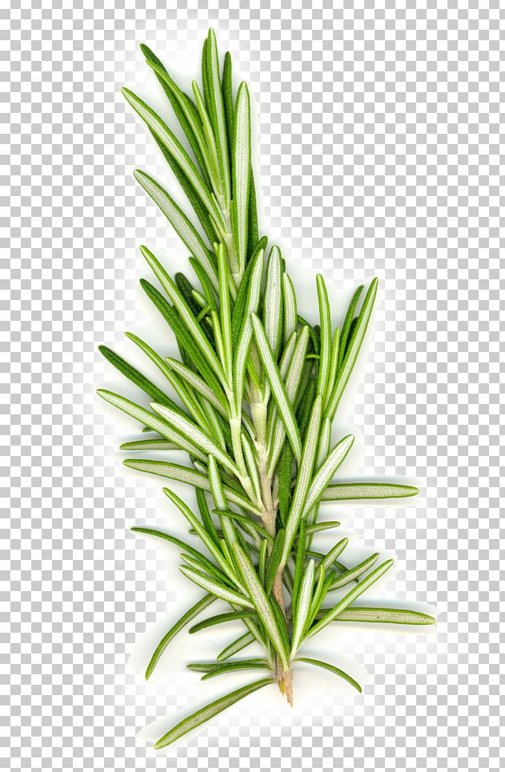 Rosemary Herb Mediterranean Cuisine Spice Food PNG, Clipart, Biberiye, Culinary Arts, Essential Oil, Fennel, Fines Herbes Free PNG Download