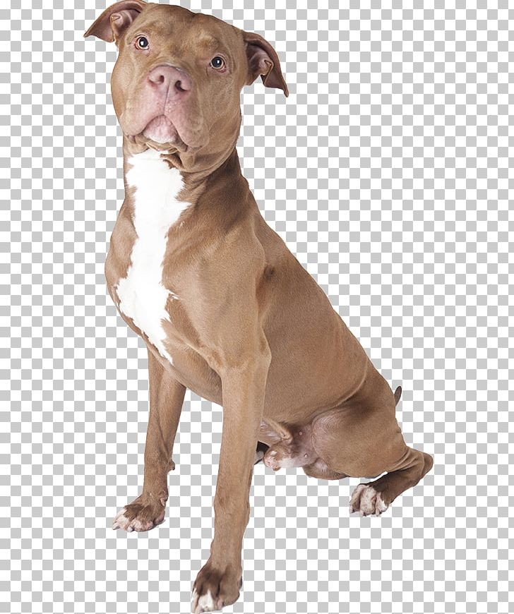 American Pit Bull Terrier Staffordshire Bull Terrier American Staffordshire Terrier PNG, Clipart, American Pit Bull Terrier, American Staffordshire Terrier, Animals, Breed, Bull Free PNG Download