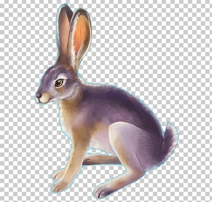 Domestic Rabbit Desert Cottontail Drawing Black-tailed Jackrabbit PNG, Clipart,  Free PNG Download