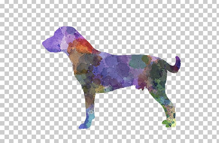 Dog Breed Labrador Retriever German Shorthaired Pointer Australian Shepherd PNG, Clipart, Animal, Australian Shepherd, Blue Merle, Breed, Carnivoran Free PNG Download