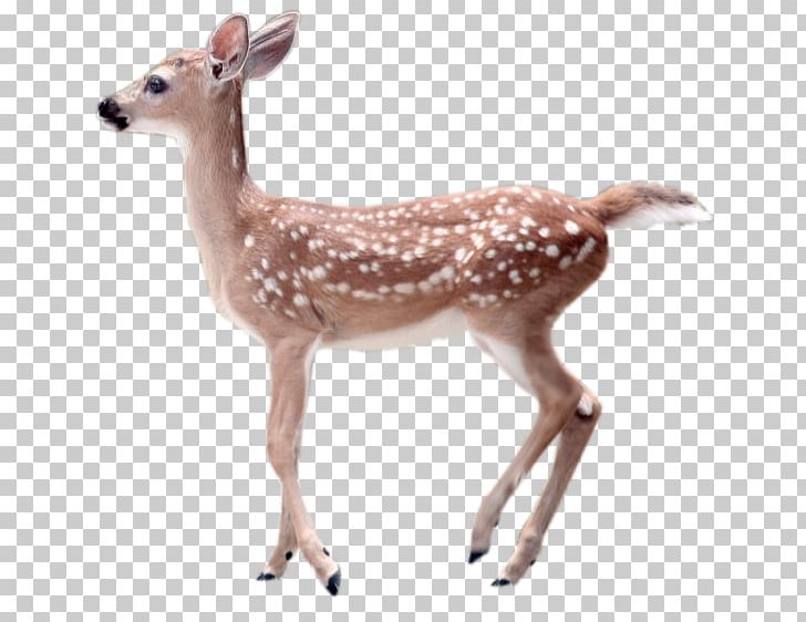 White-tailed Deer Transparency And Translucency PNG, Clipart, Animals, Antler, Deer, Fauna, Fawn Free PNG Download