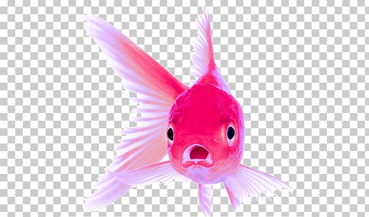 Lionhead Oranda Ranchu Fish Aquarium PNG, Clipart, Animals, Aquarium, Attention Span, Bony Fish, Breed Free PNG Download