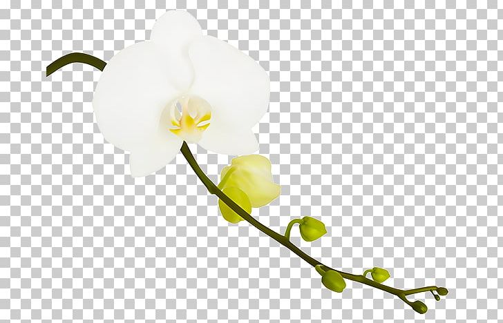 Photography Orchids PNG, Clipart, Blossom, Branch, Cut Flowers, Flower, Flowering Plant Free PNG Download