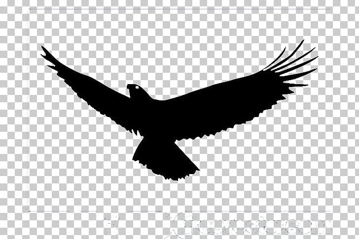 Bald Eagle Bird Flight PNG, Clipart, Accipitriformes, Animals, Bald Eagle, Bird, Computer Wallpaper Free PNG Download