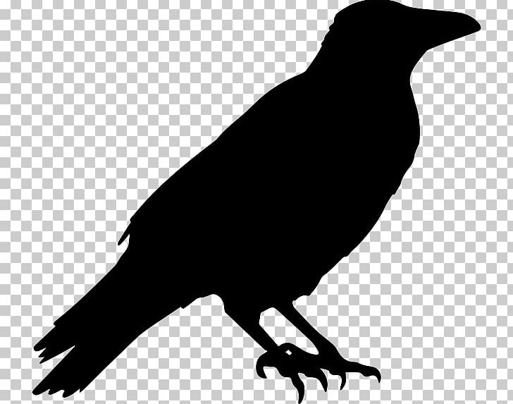 Crow Common Raven Halloween PNG, Clipart, American Crow, Animals, Beak, Bird, Black And White Free PNG Download