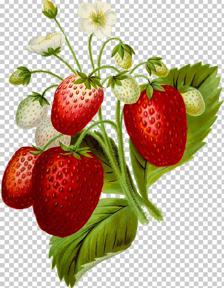 Strawberry Cream Cake Food PNG, Clipart, Accessory Fruit, Bell Pepper, Berry, Diet Food, Food Free PNG Download