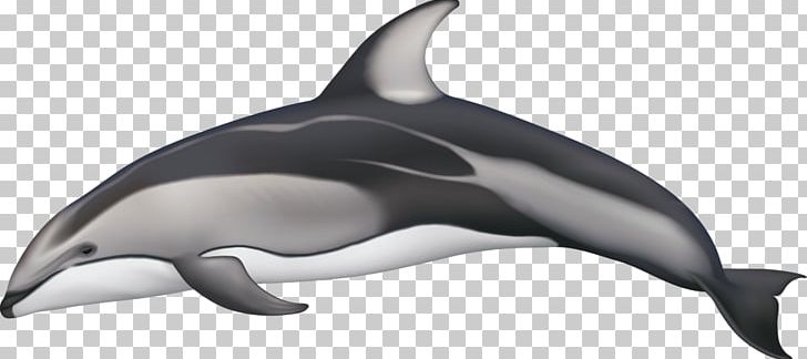 White-beaked Dolphin Porpoise Stenella Pacific White-sided Dolphin Atlantic White-sided Dolphin PNG, Clipart, Animals, Atlantic Whitesided Dolphin, Cetacea, Common Bottlenose Dolphin, Cruise Free PNG Download