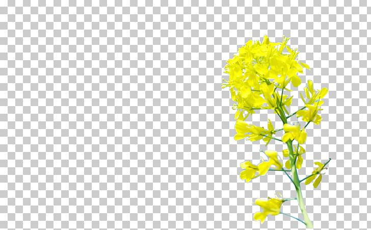 Yellow Floral Design Pattern PNG, Clipart, Branch, Chrysanthemum, Chrysanthemum Chrysanthemum, Chrysanthemum Flowers, Chrysanthemums Free PNG Download