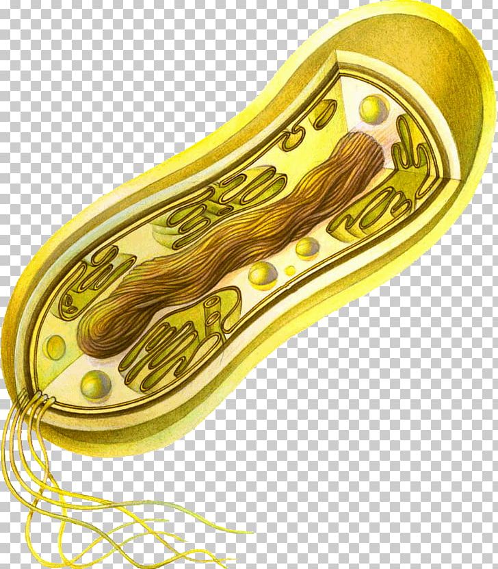 Cell Prokaryote Bacteria Eukaryote Microbiology PNG, Clipart, Bacteria, Bacterial Cell Structure, Biological Process, Biology, Brass Free PNG Download