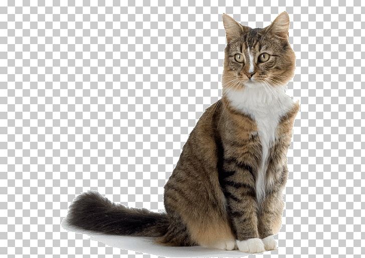 Dog Maine Coon Pet Siberian Cat Veterinarian PNG, Clipart, American Wirehair, Animals, Breed, Carnivoran, Cat Like Mammal Free PNG Download
