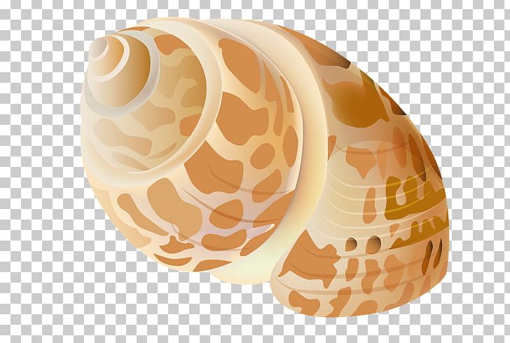 Seashell Oyster PNG, Clipart, Conch, Gastropod Shell, Nautilida, Oyster, Rapana Free PNG Download