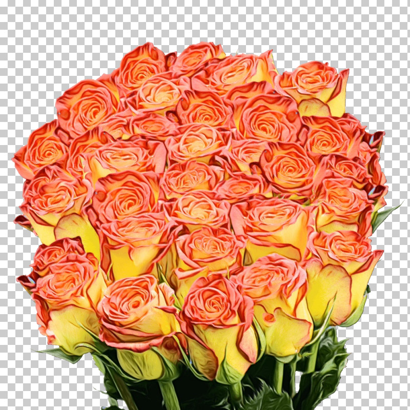 Garden Roses PNG, Clipart, Cabbage Rose, Cut Flowers, Family, Floral Design, Floribunda Free PNG Download