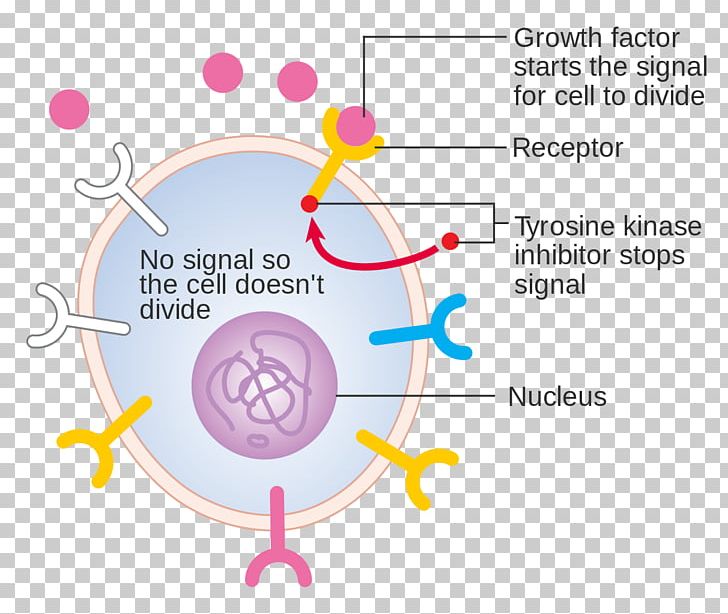 Growth Factor Diagram Cell Tyrosine-kinase Inhibitor Receptor Tyrosine Kinase PNG, Clipart, Acquire, Angle, Apoptosis, Area, Body Free PNG Download