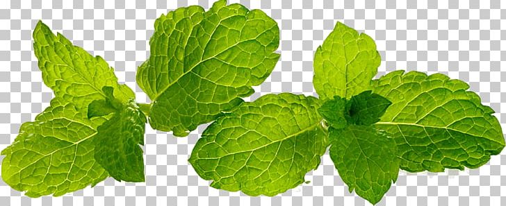 Peppermint Food Herb Essential Oil Leaf PNG, Clipart, Aromatherapy, Bowl, Essential Oil, Flavor, Food Free PNG Download