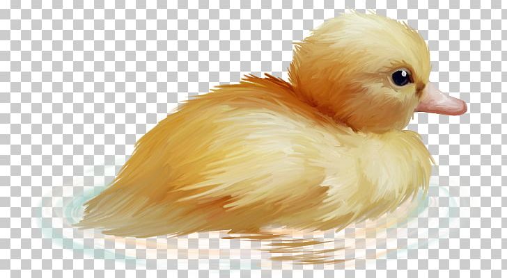 Portable Network Graphics Duck Adobe Photoshop PNG, Clipart, Beak, Bird, Download, Duck, Ducks Geese And Swans Free PNG Download