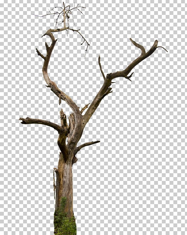 Tree Snag Branch PNG, Clipart, Background, Bird, Branch, Christmas Tree, Clip Art Free PNG Download