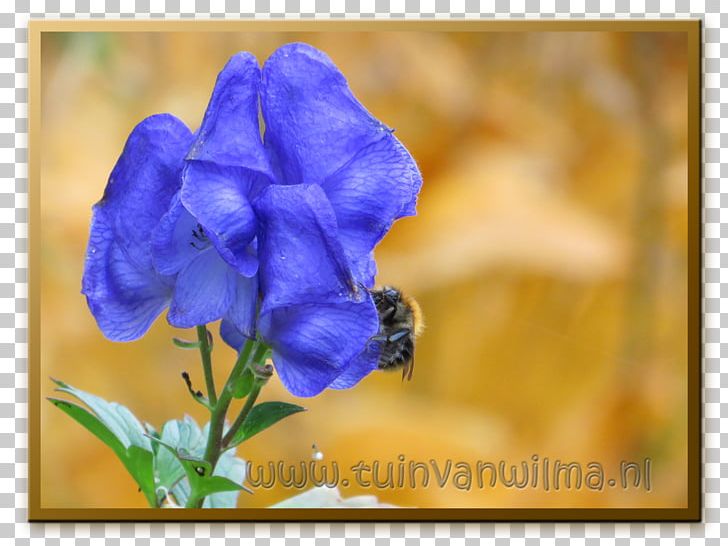 Violet Petal Wildflower Annual Plant Bellflowers PNG, Clipart, Annual Plant, Bellflower Family, Bellflowers, Blue, Family Free PNG Download