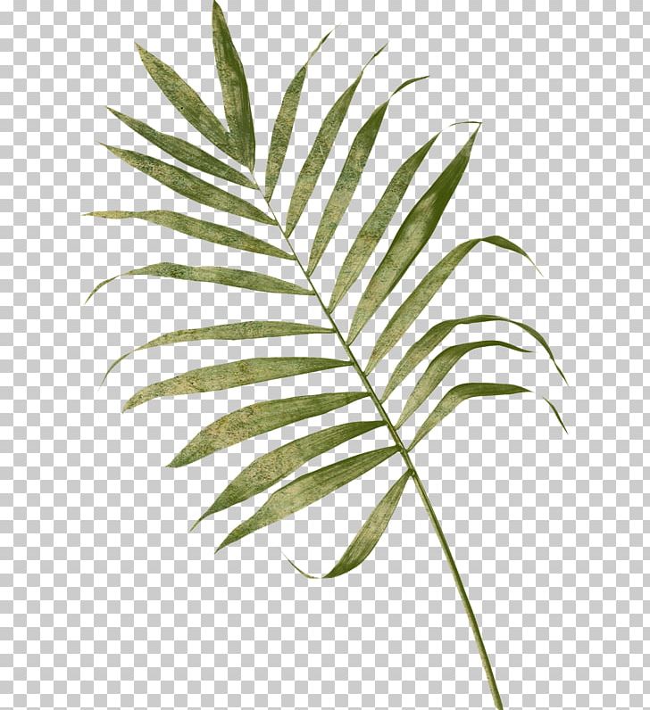 Arecaceae Frond Leaf Palm Branch Fern PNG, Clipart, Arecaceae, Arecales, Branch, Embryophyta, Fern Free PNG Download