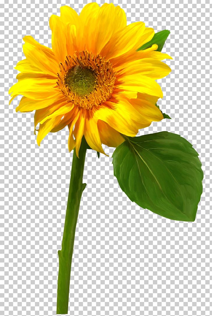 Common Sunflower PNG, Clipart, Albom, Annual Plant, Common Sunflower, Cut Flowers, Daisy Family Free PNG Download