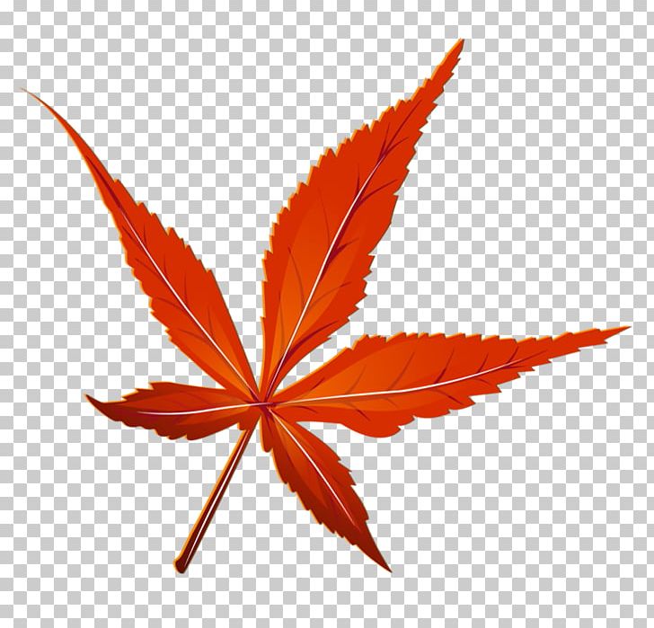 Maple Leaf PNG, Clipart, Autumn, Clipart, Clip Art, Fall, Graphics Free PNG Download