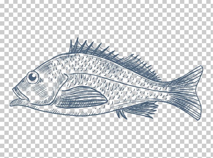 Northern Red Snapper Pacific Ocean Perch Fish Tilapia PNG, Clipart, Animals, Artwork, Barramundi, Cod, Drawing Free PNG Download