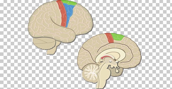 Primary Motor Cortex Cerebral Cortex Premotor Cortex Brain PNG, Clipart, Anatomy, Brain, Brodmann Area, Cerebral Cortex, Cortex Free PNG Download