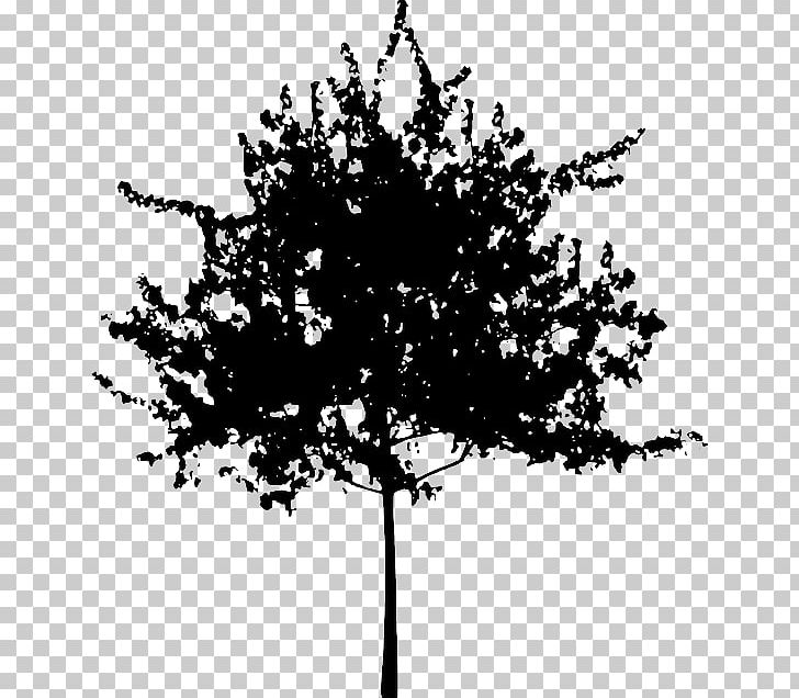 Tree Silhouette Branch PNG, Clipart, Black And White, Branch, Flower, Flowering Plant, Leaf Free PNG Download