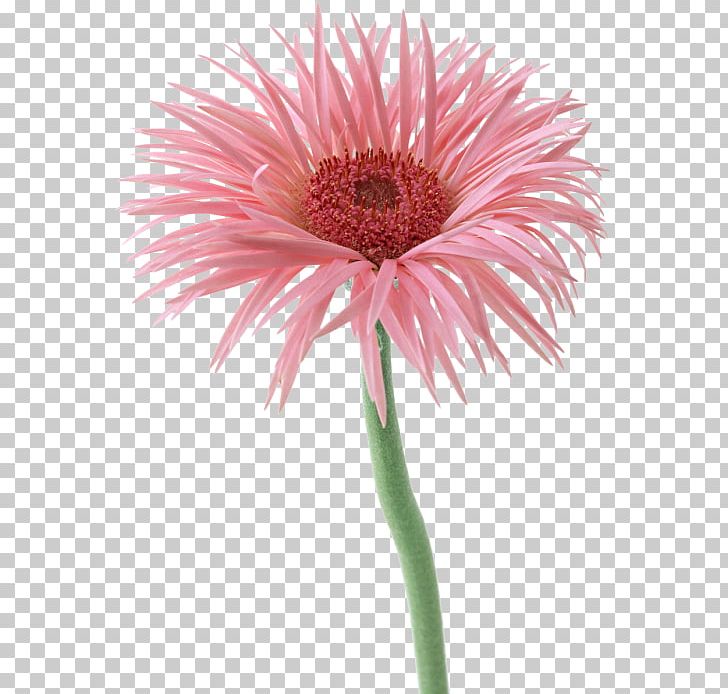 Common Daisy Transvaal Daisy Cut Flowers Petal PNG, Clipart, Annual Plant, Aster, Asterales, Blog, Bud Free PNG Download