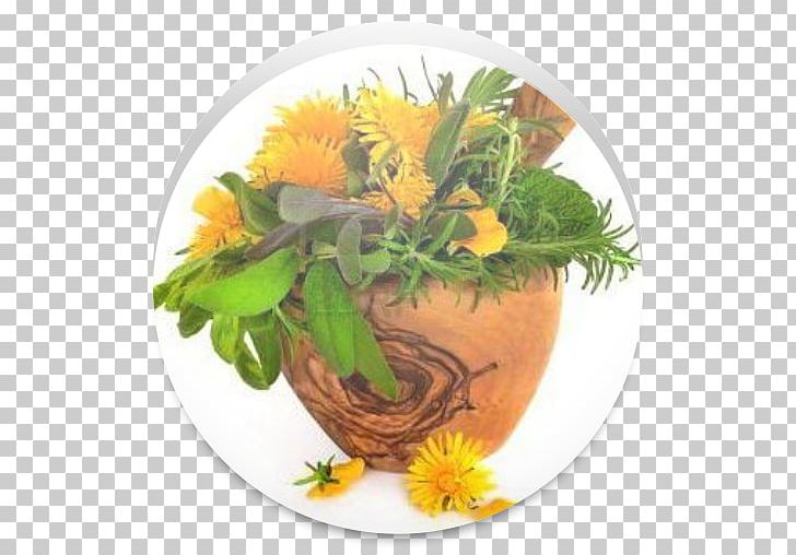 Common Dandelion Medicinal Plants Herb Pharmaceutical Drug Therapy PNG, Clipart, Apk, Cut Flowers, Dandelion, Disease, Essential Oil Free PNG Download