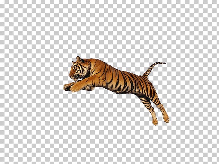 Lion PNG, Clipart, Animal Figure, Animals, Bengal Tiger, Big Cat, Big Cats Free PNG Download
