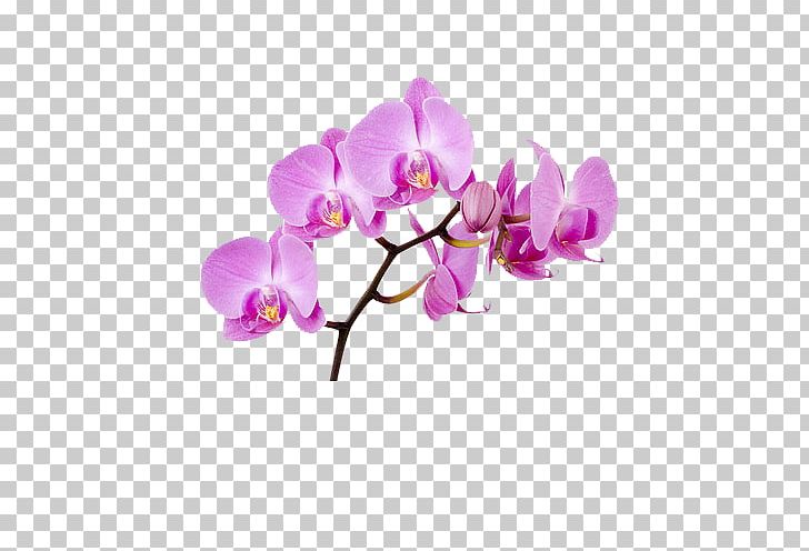 Moth Orchids Flower PNG, Clipart, Artificial Flower, Blossom, Branch, Butterfly Pea, Butterfly Pea Flower Free PNG Download
