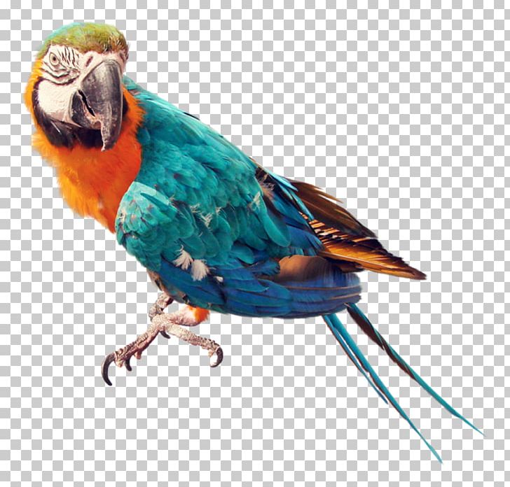 Parrots Of New Guinea Bird Columbidae PNG, Clipart, Animals, Beak, Bird, Color, Common Pet Parakeet Free PNG Download