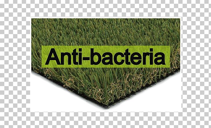 Artificial Turf Lawn Meadow Synthetic Fiber Adalékanyag PNG, Clipart, Anti Bacteria, Artificial Turf, Grass, Grasses, Grass Family Free PNG Download