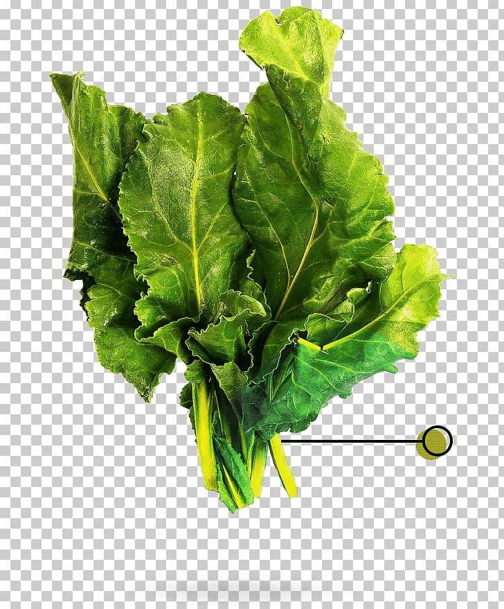 Romaine Lettuce French Fries Food Waste Vegetarian Cuisine Hamburger PNG, Clipart, Bok Choi, Chard, Collard Greens, Fast Food, Food Free PNG Download